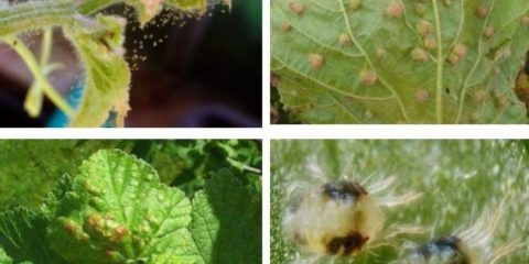 Paukova grinja na ribizli: kako se boriti, kako obraditi